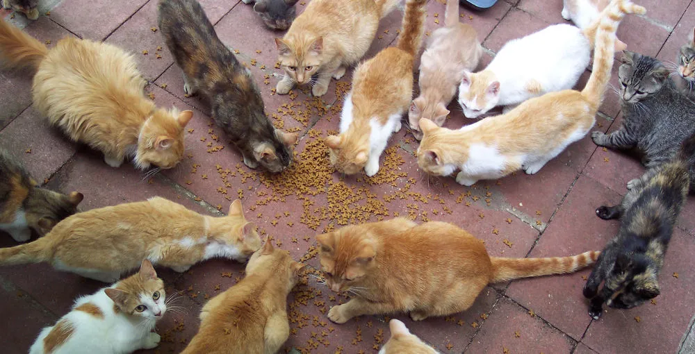 Une dizaine de chats nourris au sol, situation d'accumulation d'animaux